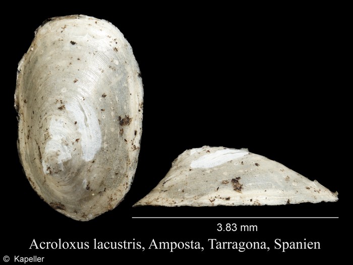 Acroloxus lacustris Acroloxus lacustris