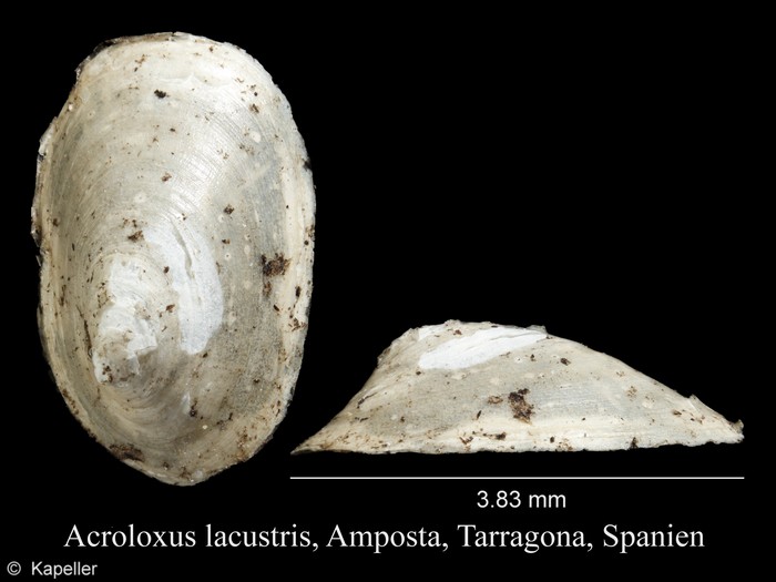 Acroloxus lacustris