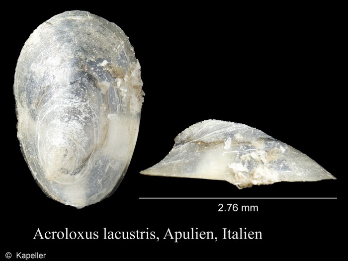 Acroloxus lacustris Acroloxus lacustris