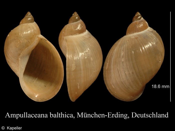 Ampullaceana balthica