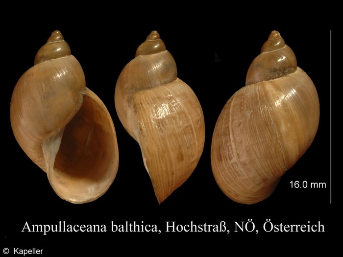 Ampullaceana balthica