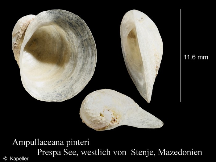 Ampullaceana relicta pinteri Ampullaceana relicta pinteri