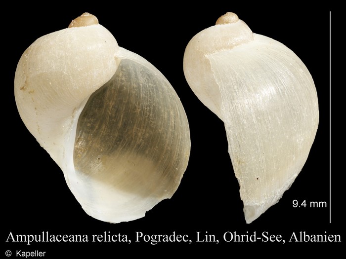 Ampullaceana relicta Ampullaceana relicta