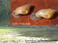 Galba truncatula