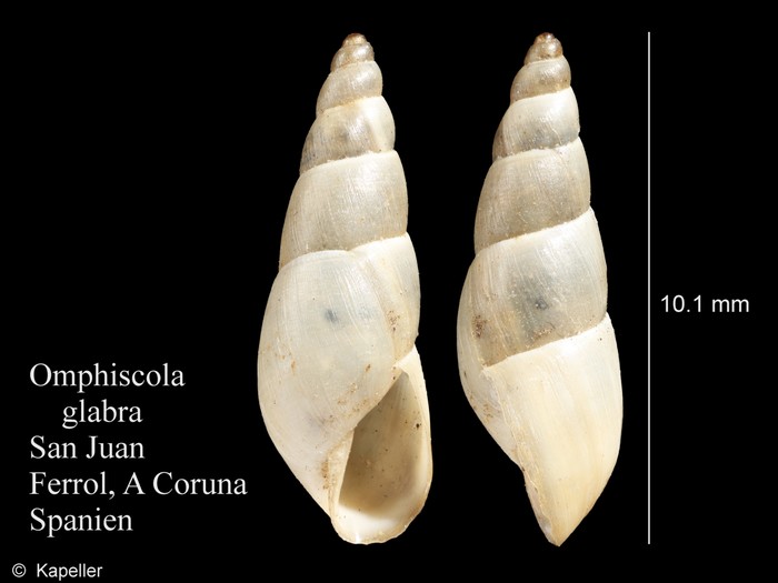 Omphiscola glabra Omphiscola glabra