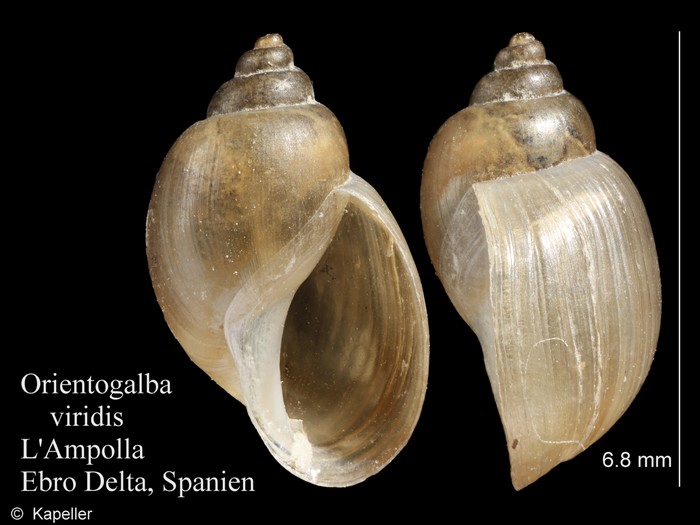 Orientogalba viridis Orientogalba viridis