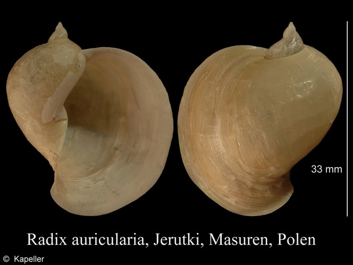 Radix auricularia