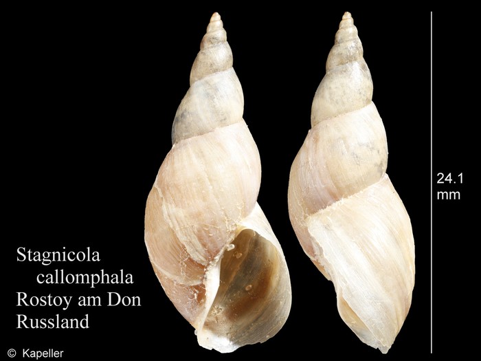 Stagnicola callomphala Stagnicola callomphala
