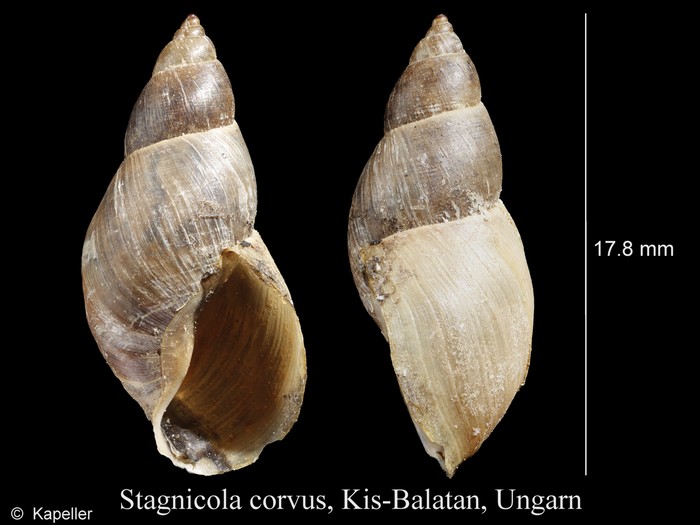 Stagnicola corvus Stagnicola corvus