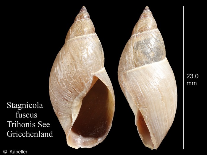 Stagnicola fuscus