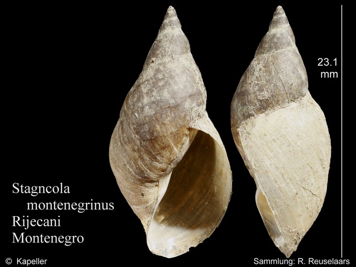 Stagnicola montenegrinus Stagnicola montenegrinus
