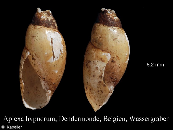 Aplexa hypnorum Aplexa hypnorum
