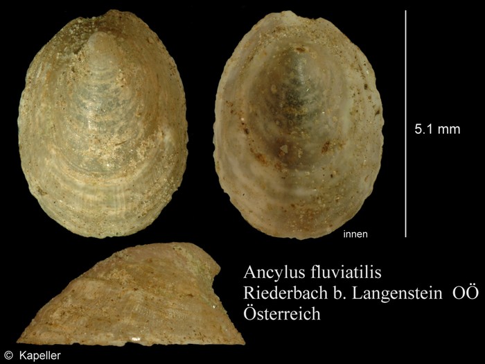 Ancylus fluviatilis