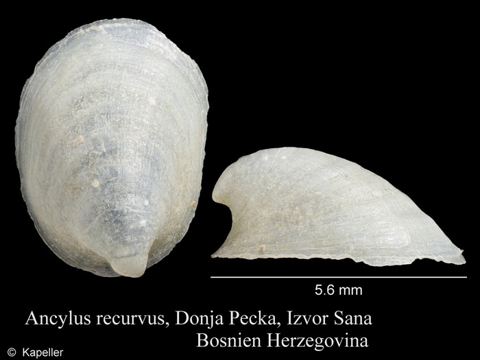 Ancylus recurvus Ancylus recurvus