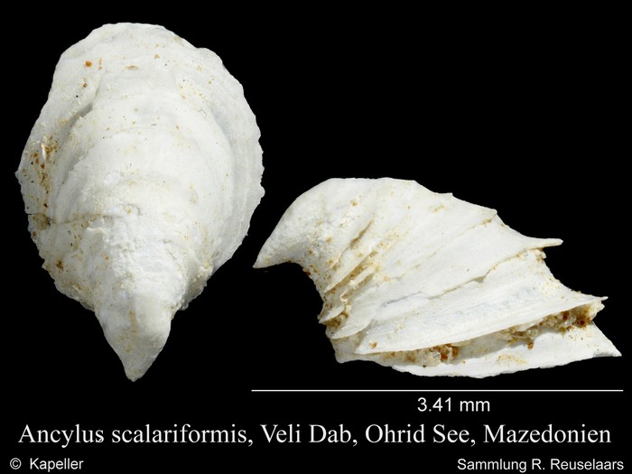 Ancylus scalariformis Ancylus scalariformis