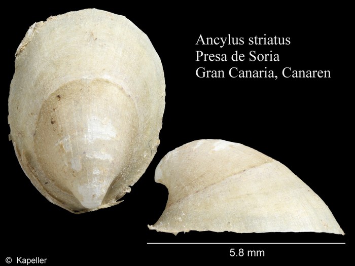 Ancylus striatus Ancylus striatus