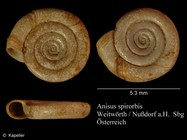 Anisus spirorbis