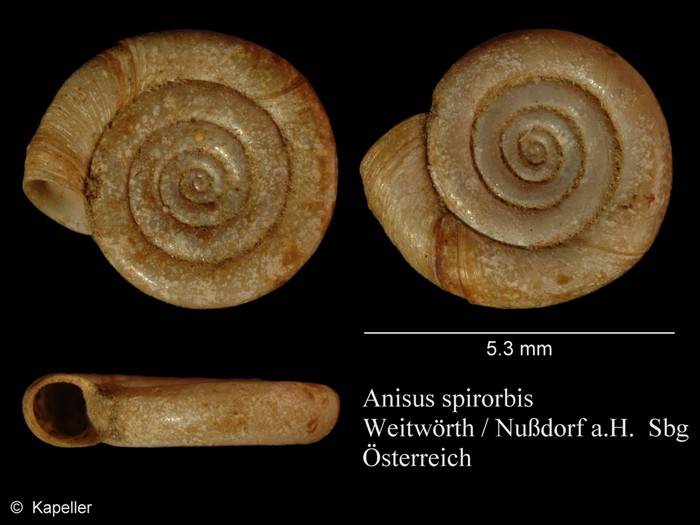Anisus spirorbis Anisus spirorbis
