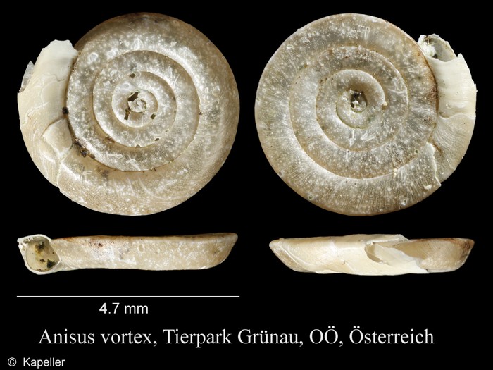 Anisus vortex Anisus vortex