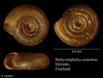 Bathyomphalus contortus