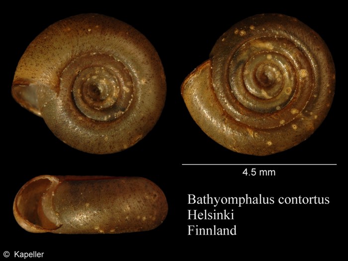 Bathyomphalus contortus Bathyomphalus contortus