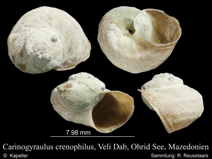 Gyraulus crenophilus Gyraulus crenophilus