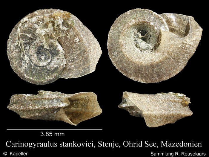 Gyraulus stankovici