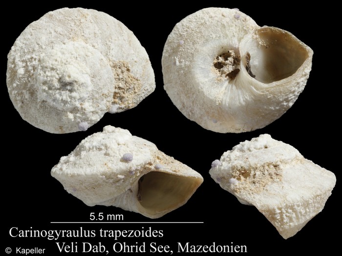 Gyraulus trapezoides Gyraulus trapezoides