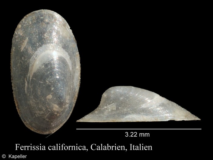 Ferrissia californica Ferrissia californica