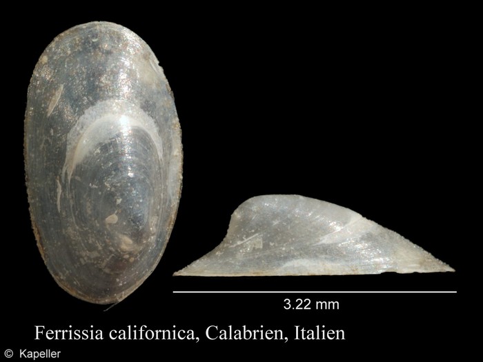 Ferrissia californica