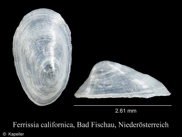 Ferrissia californica Ferrissia californica