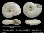 Gyraulus albidus