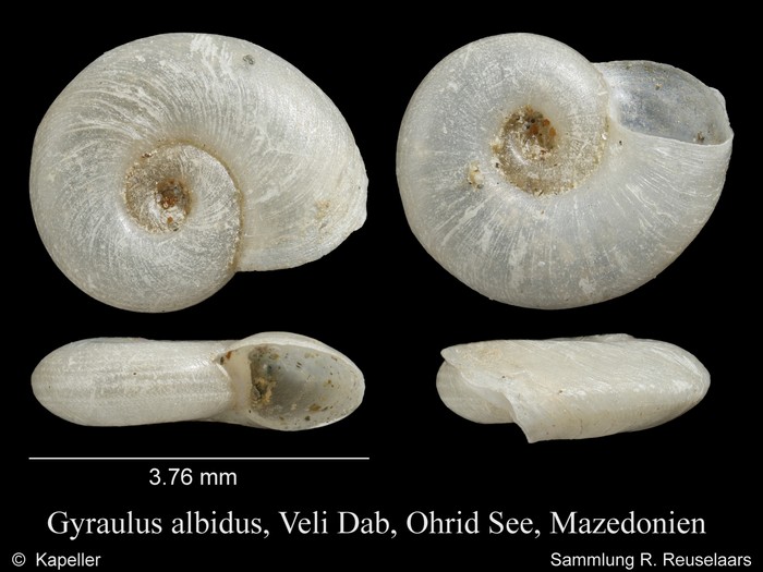 Gyraulus albidus Gyraulus albidus