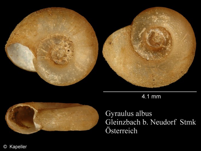 Gyraulus albus