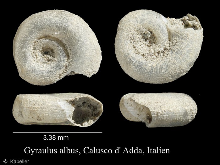 Gyraulus albus