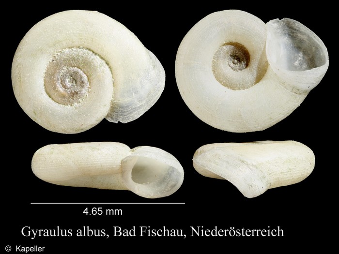 Gyraulus albus