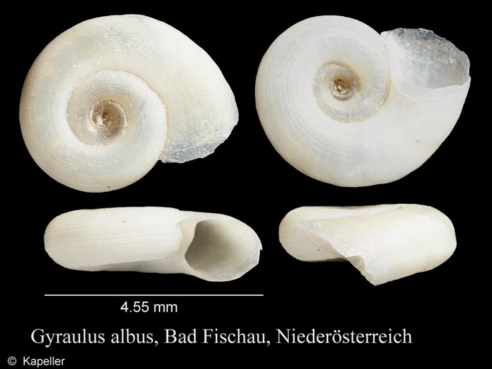 Gyraulus albus