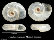 Gyraulus chinensis