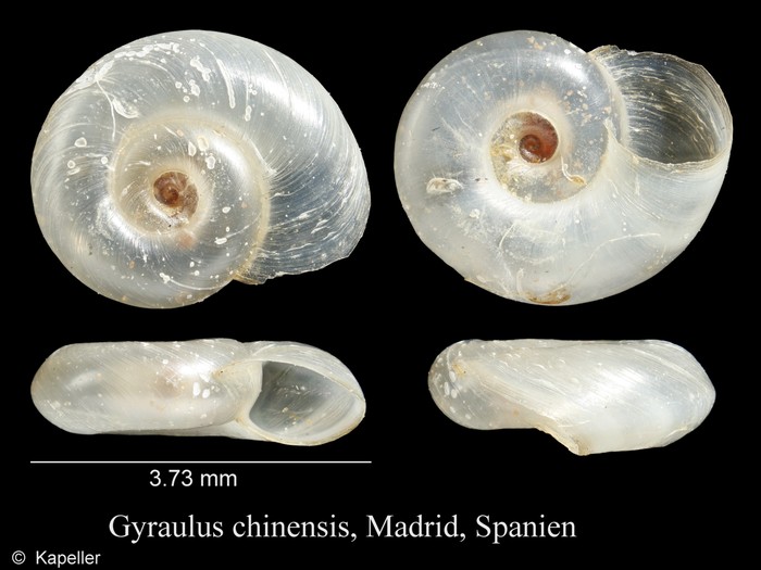 Gyraulus chinensis