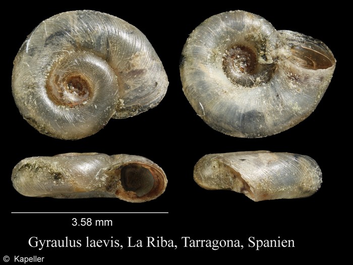 Gyraulus laevis