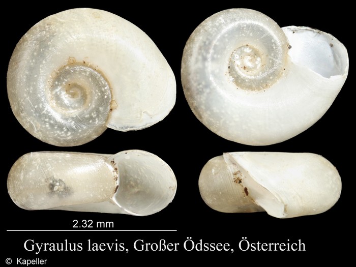 Gyraulus laevis