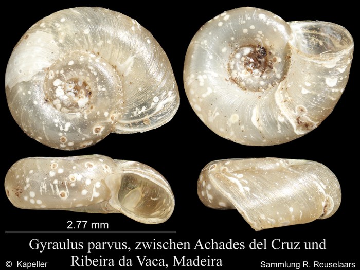 Gyraulus parvus