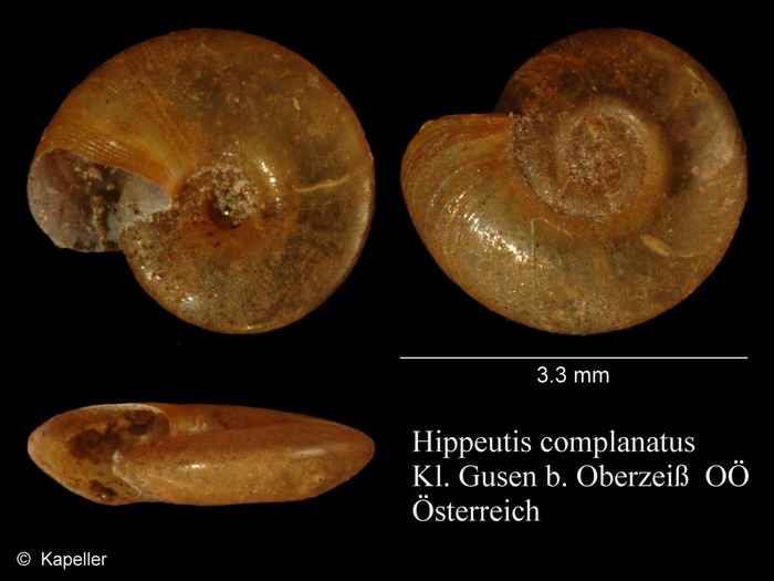 Hippeutis complanatus