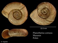 Planorbarius corneus