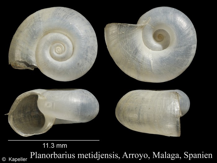 Planorbarius metidjensis