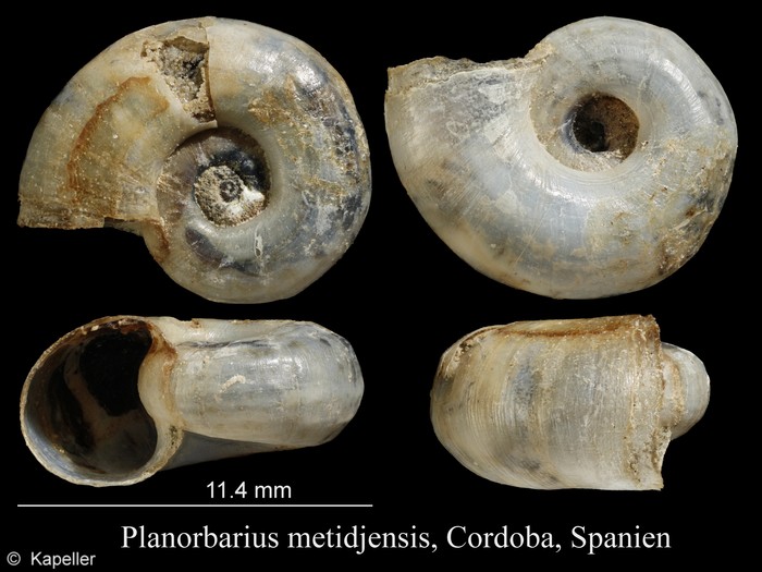 Planorbarius metidjensis