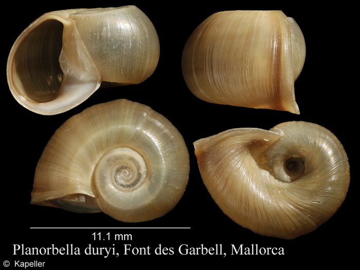 Planorbella duryi