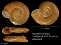 Mollusca (molluscs)