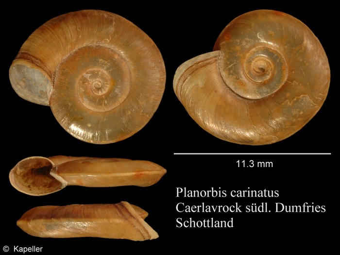 Planorbis carinatus Planorbis carinatus