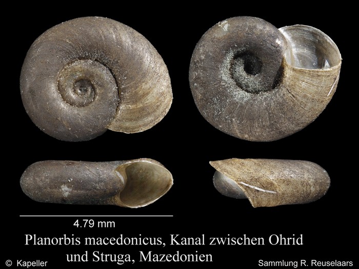 Planorbis macedonicus Planorbis macedonicus